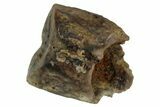 Fossil Hadrosaur (Edmontosaurus) Shed Tooth - Montana #352043-1